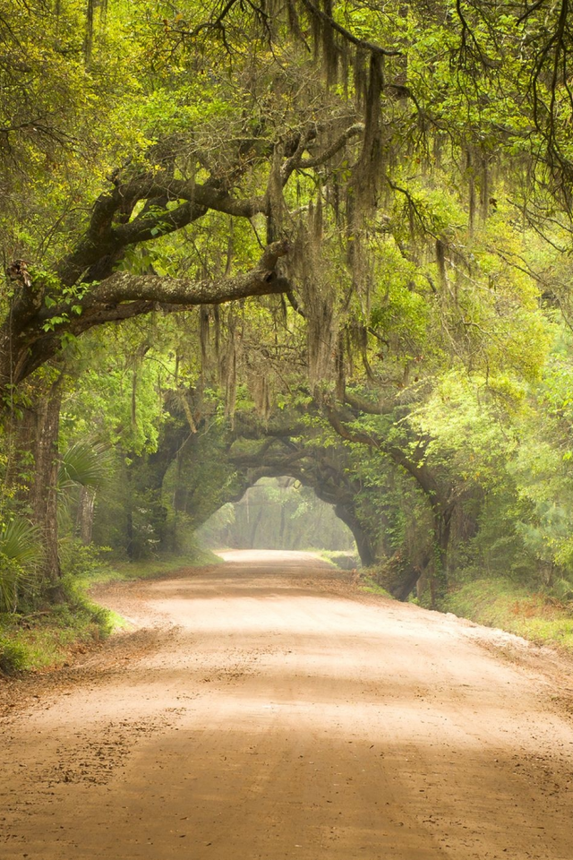 лес, дорога, forest, dense, road, highway, light, trees, sunrise, grass, green, fence, leaves, mist, moss, trees, forest, fallen, park, green, nature, landscapes, trees, forest, trail, woods, leaves, sunrise, see, day, summer, nice, wide