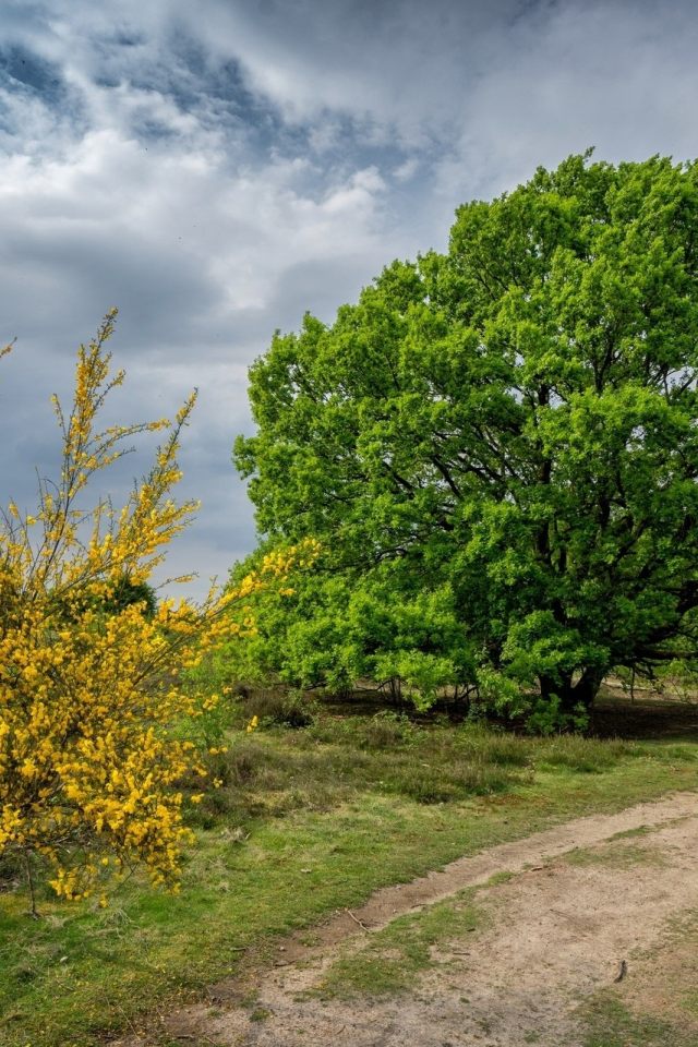 природа, красота