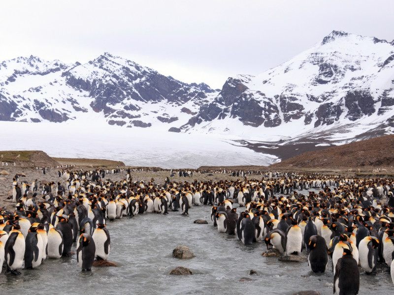 пингвины, горы