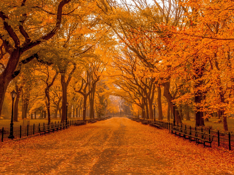 осень, фонари, осенний парк, скамейки, ограда, деревья, дорога, парк