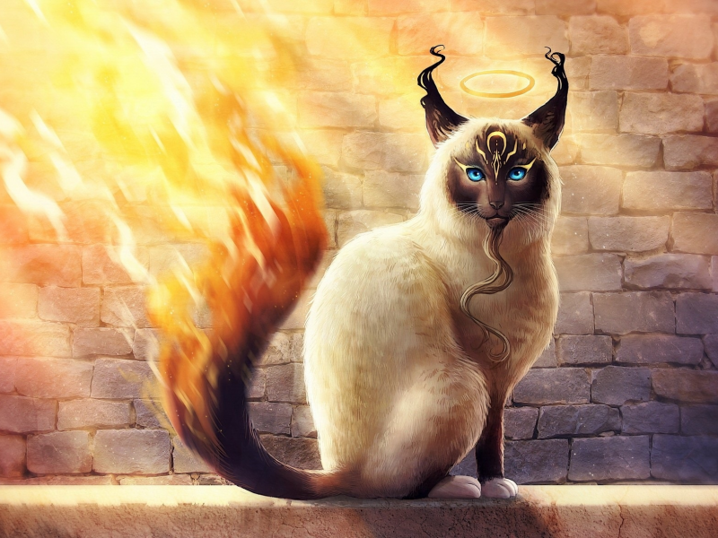кот, огонь