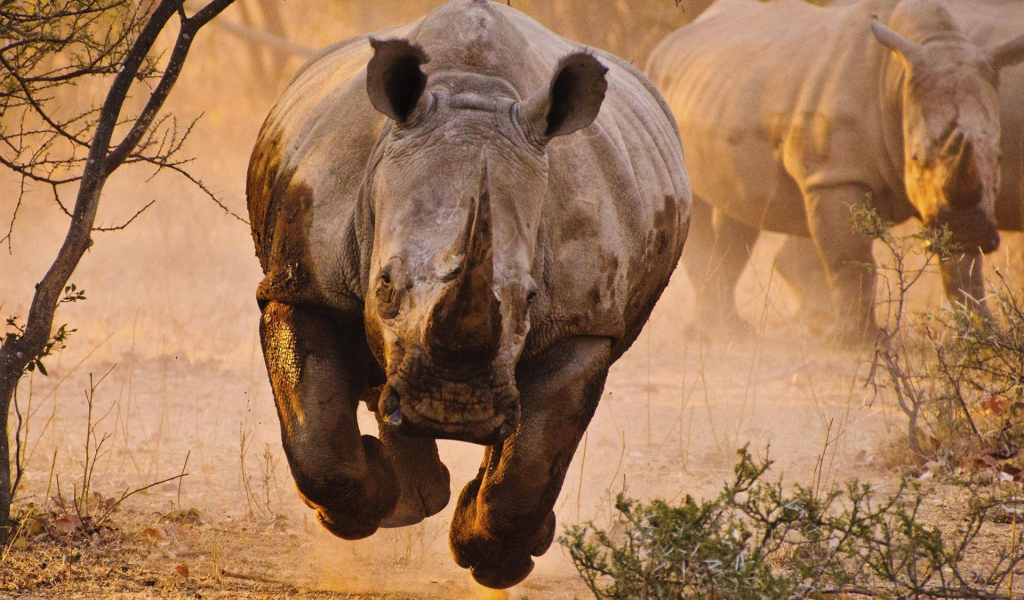 носорог, саванна, rhino, savannah, front, animals, desert, sun, summer, light, see, nice, wide