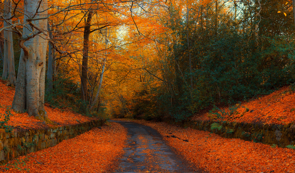 осень, дорога, лес, англия, autumn in northumberland, autumn, england, road, forest, park, nature, landscapes, see, sun, day, nice, wide