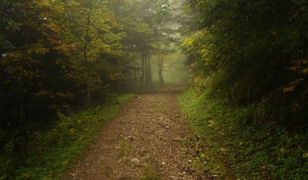 дорога, лес, туман, road, forest, fog, park, nature, trees, grass, landscapes, see, sun, dark, nice, wide