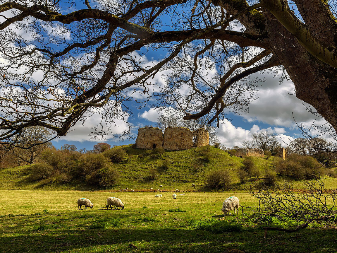 замок, луг, лето, овцы, mitford, castle, northumberland, england, ruin, ram, meadow, summer, tree, grass, clear, light, sun, see, nice, wide