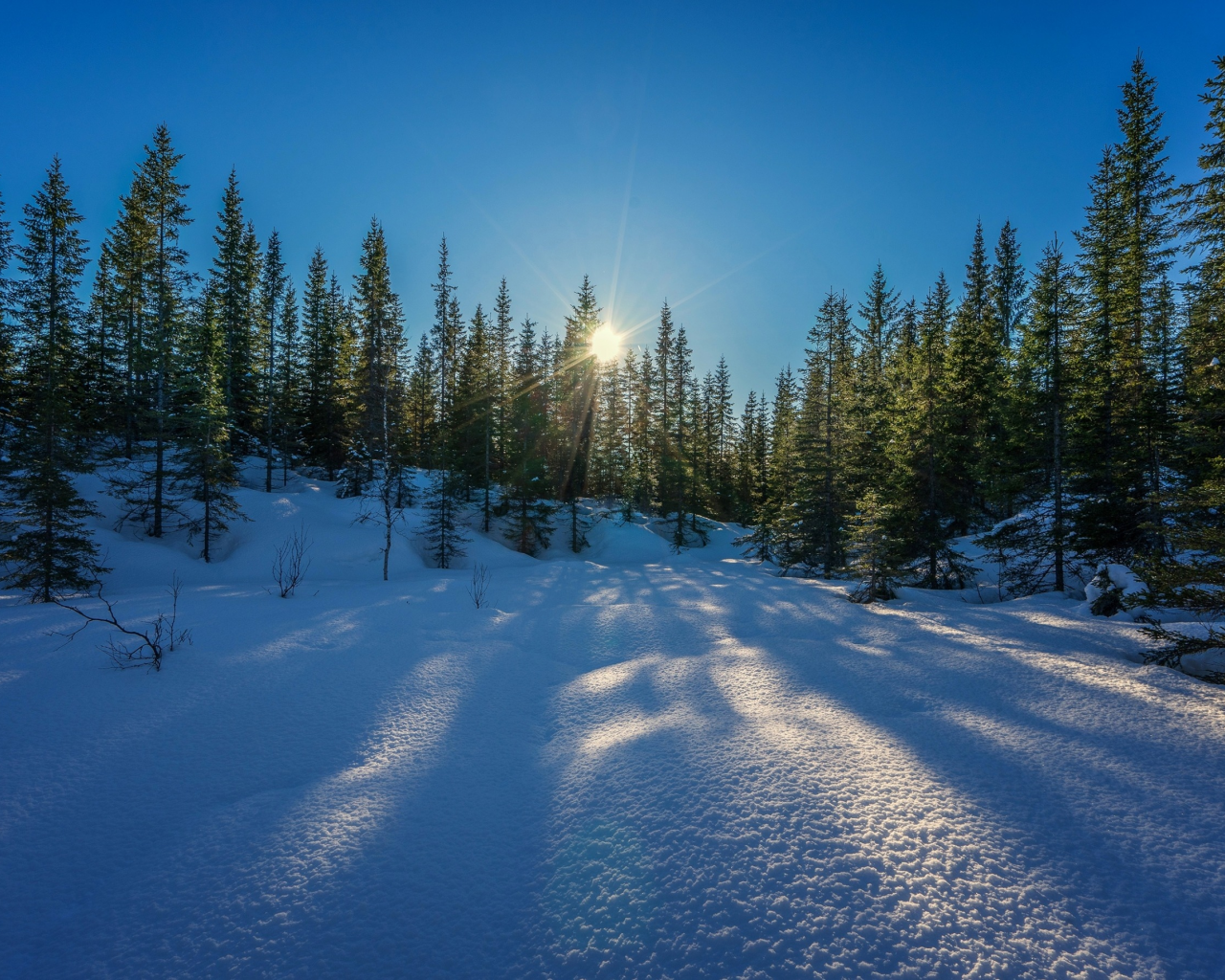 лес, деревья, солнце, зима, снег, небо, лучи