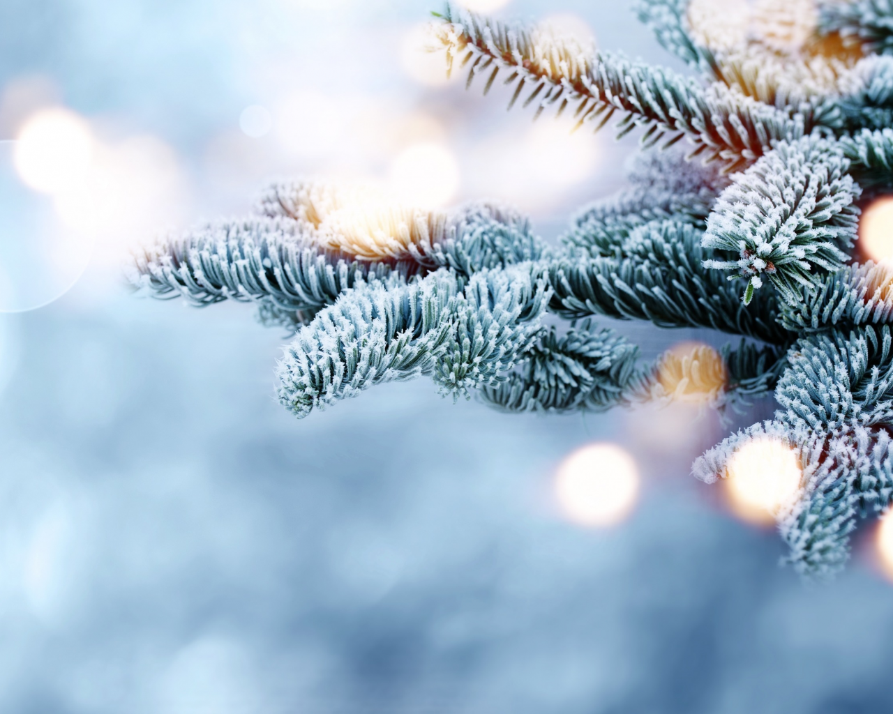 winter, bokeh, ветки, елка, мороз, fir tree, зима, снег, snow