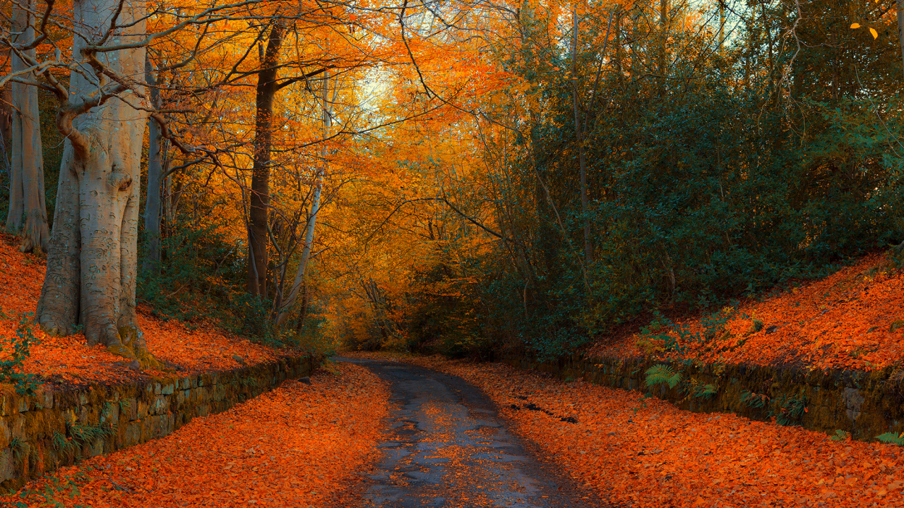 осень, дорога, лес, англия, autumn in northumberland, autumn, england, road, forest, park, nature, landscapes, see, sun, day, nice, wide