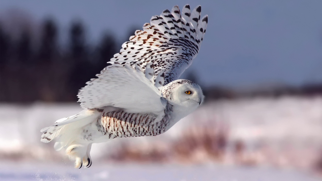 полярная сова, взлет, зима, белая сова, снег, полет, сова