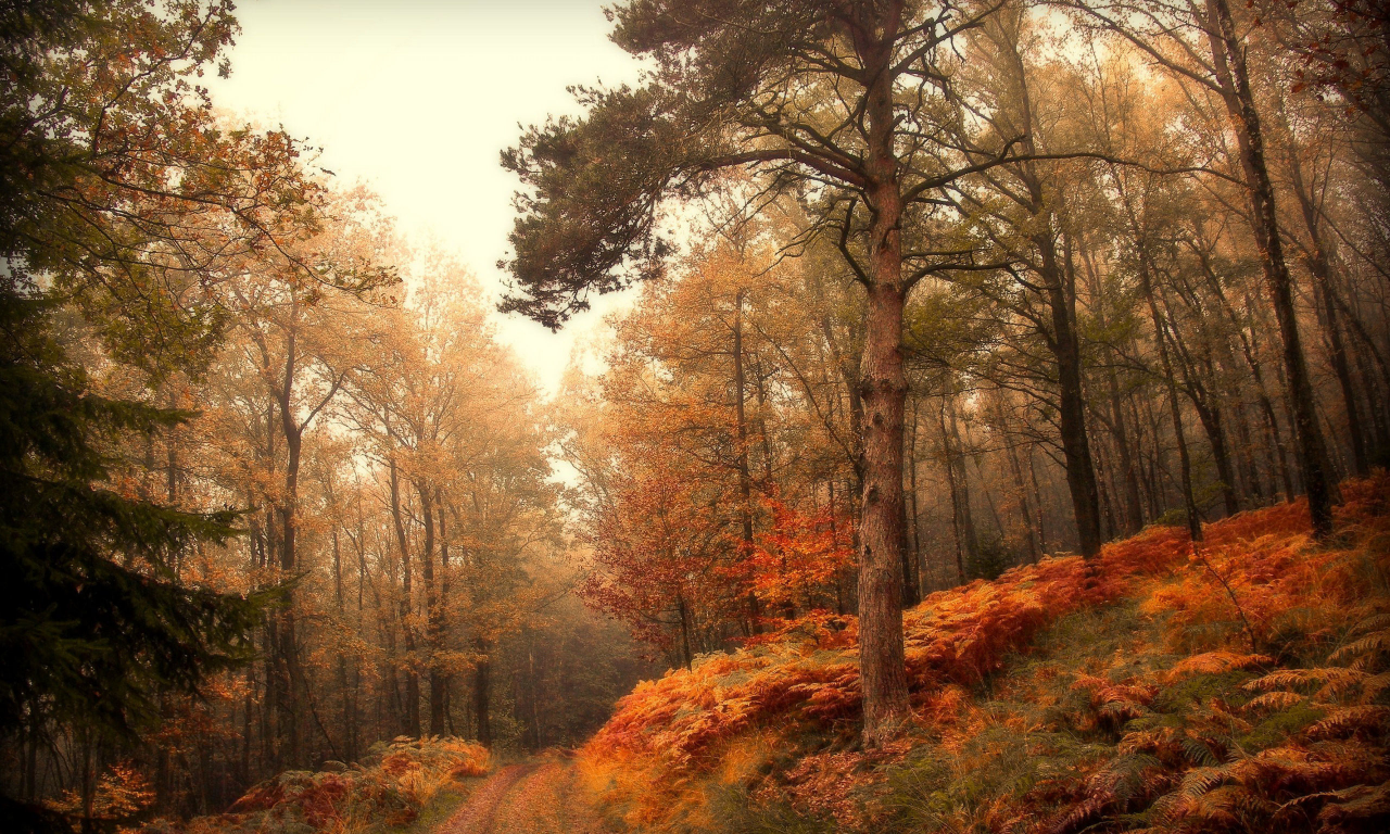 осень, лес, туман, дорога, autumn, forest, fog, road, trees, grass, landscapes, natural, sun, dark, see, nice, wide