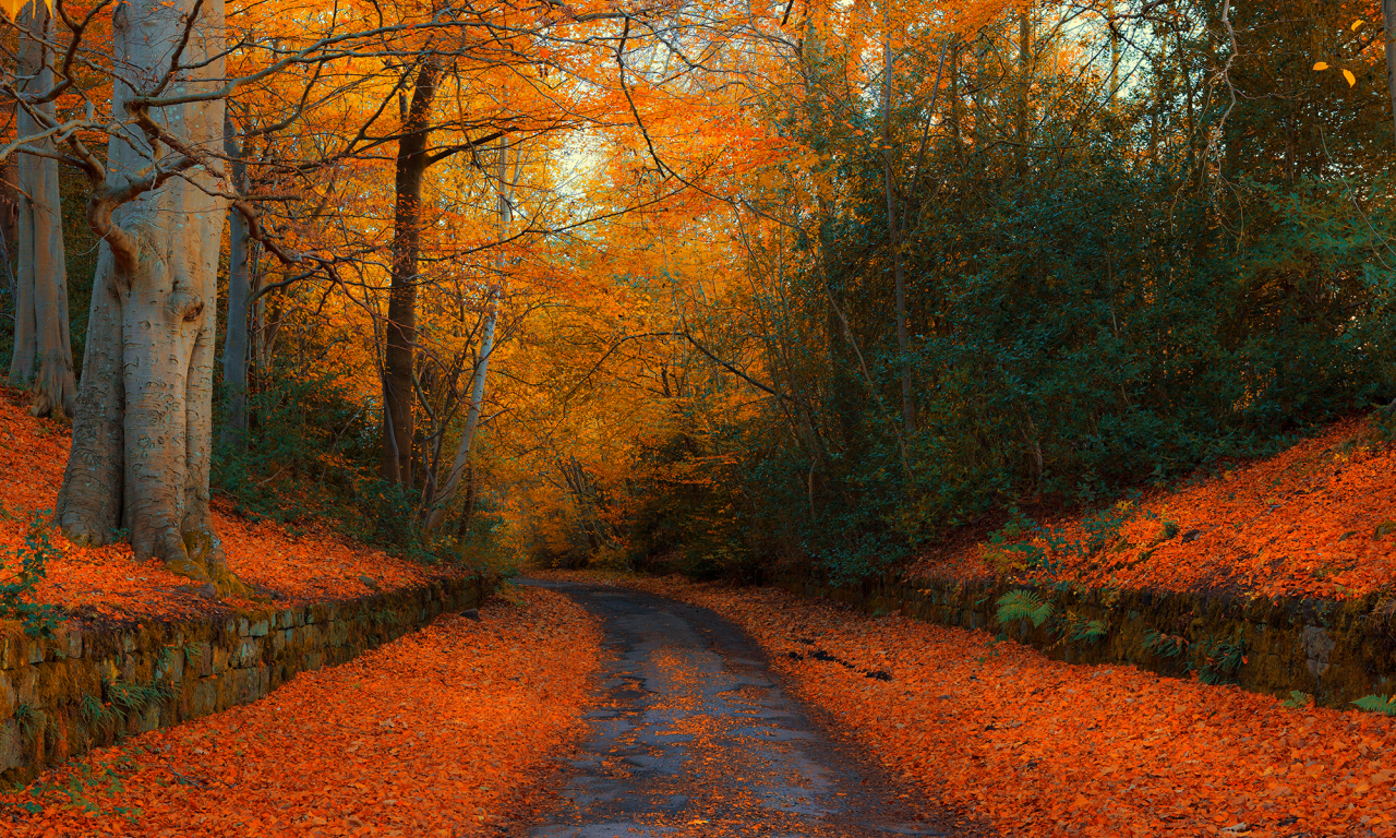 осень, дорога, лес, англия, autumn in northumberland, autumn, england, road, forest, park, nature, landscapes, see, sun, day, nice, wide