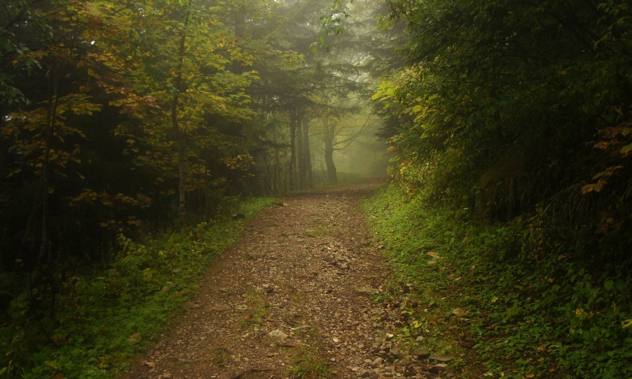 дорога, лес, туман, road, forest, fog, park, nature, trees, grass, landscapes, see, sun, dark, nice, wide