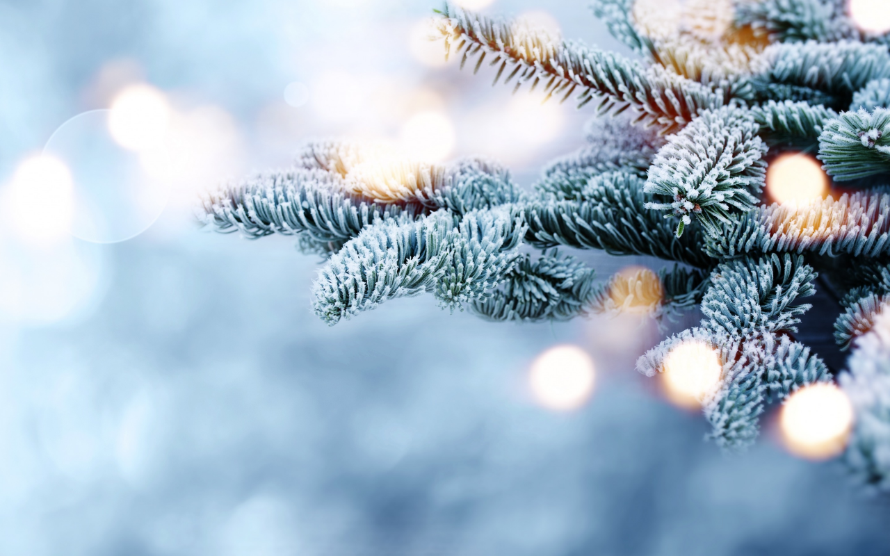 winter, bokeh, ветки, елка, мороз, fir tree, зима, снег, snow