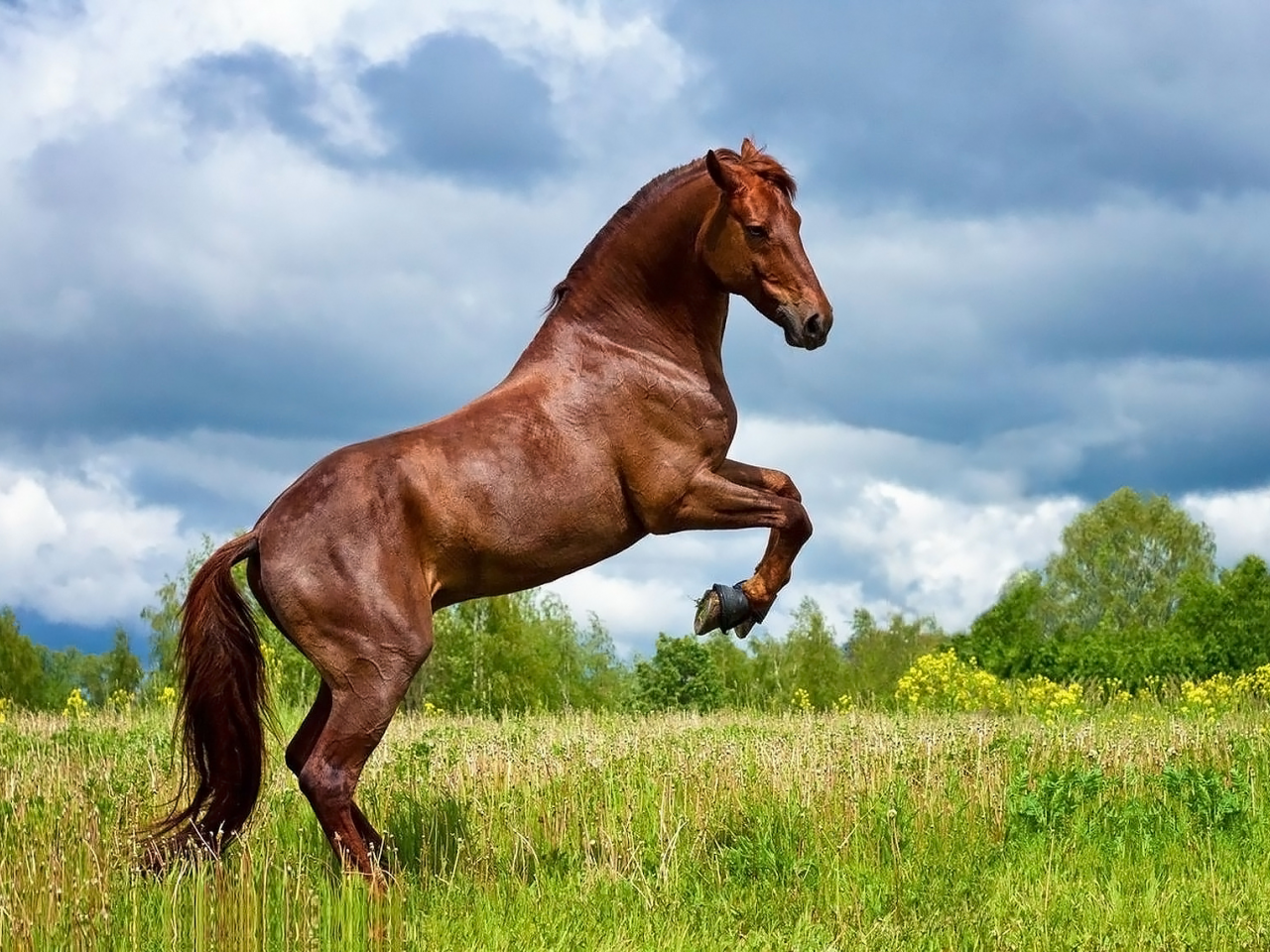 конь, коричневый, жеребец, лошадь, луг, horse, allegro, stallion, horse, brown, meadow, sun, summer, front, white, field, grass, see, nice, wide