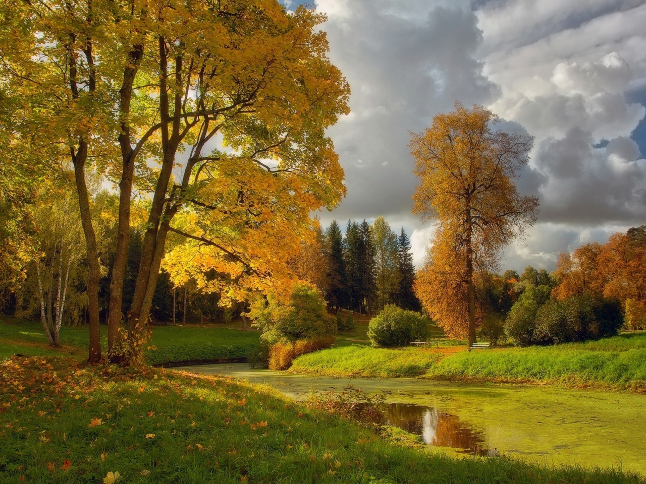 лес, река, луг, лето, forest, river, meadow, summer, park, trees, grass, water, clear, light, sun, see, nice, wide