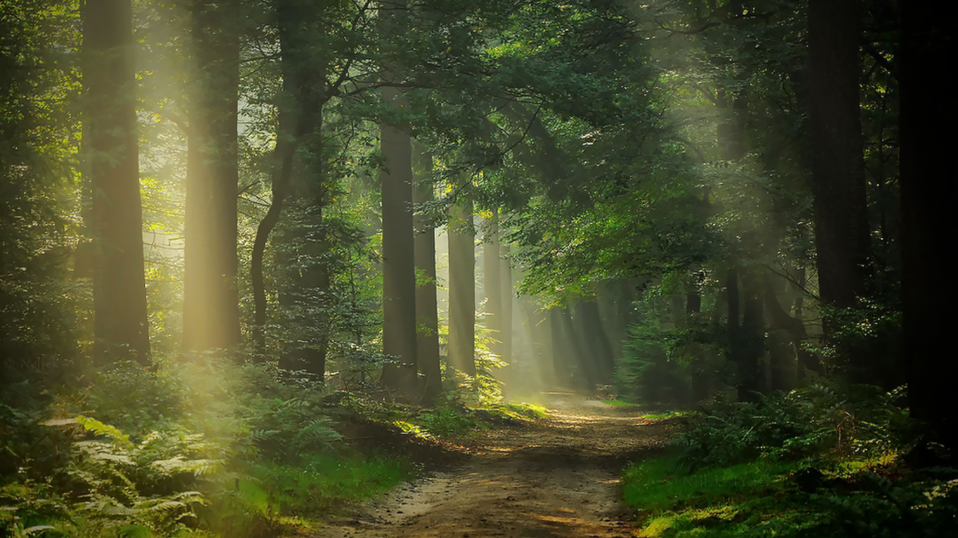 лес, свет, дорога, break, through, sunlight, sun, light, forest, trees, road, grass, summer, nice, wide