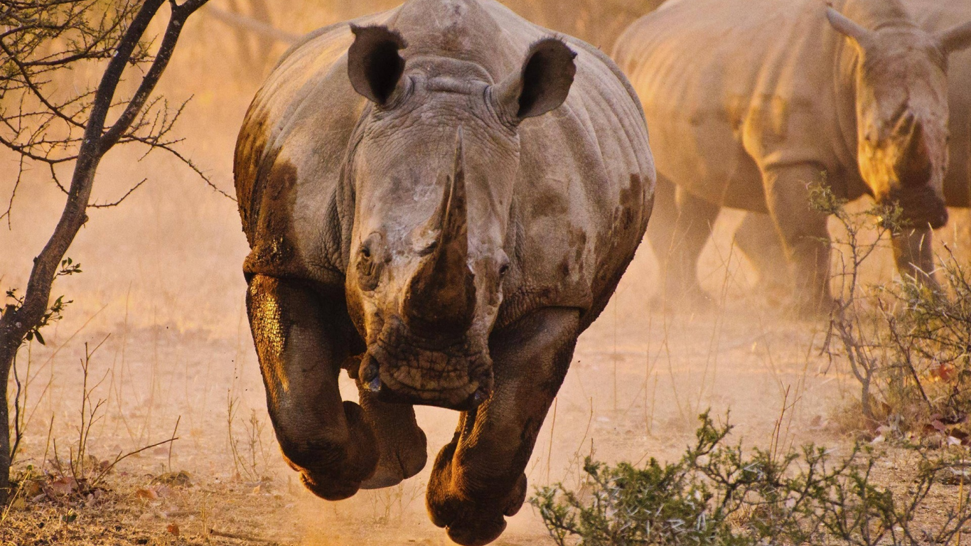 носорог, саванна, rhino, savannah, front, animals, desert, sun, summer, light, see, nice, wide