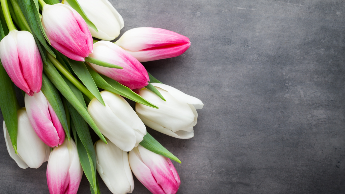 beautiful, розовые, fresh, белые, pink, white, тюльпаны, tulips, букет, spring, flowers, цветы