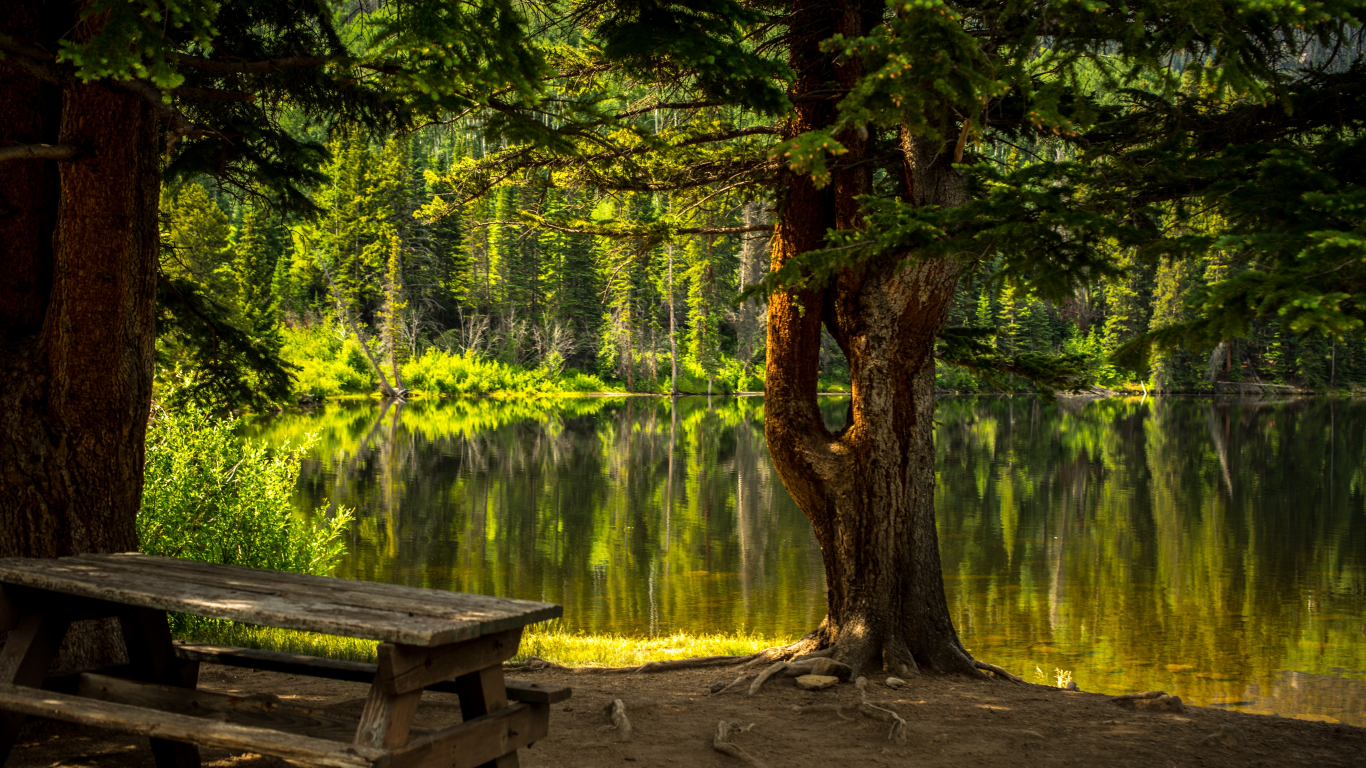 лес, озеро, forest, grass, lake, landscape, park, travel, trees, water, nice, wide