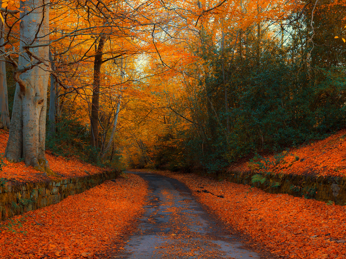 осень, дорога, лес, англия, autumn in northumberland, autumn, england, road, forest, park, nature, landscapes, see, sun, day, nice, wide