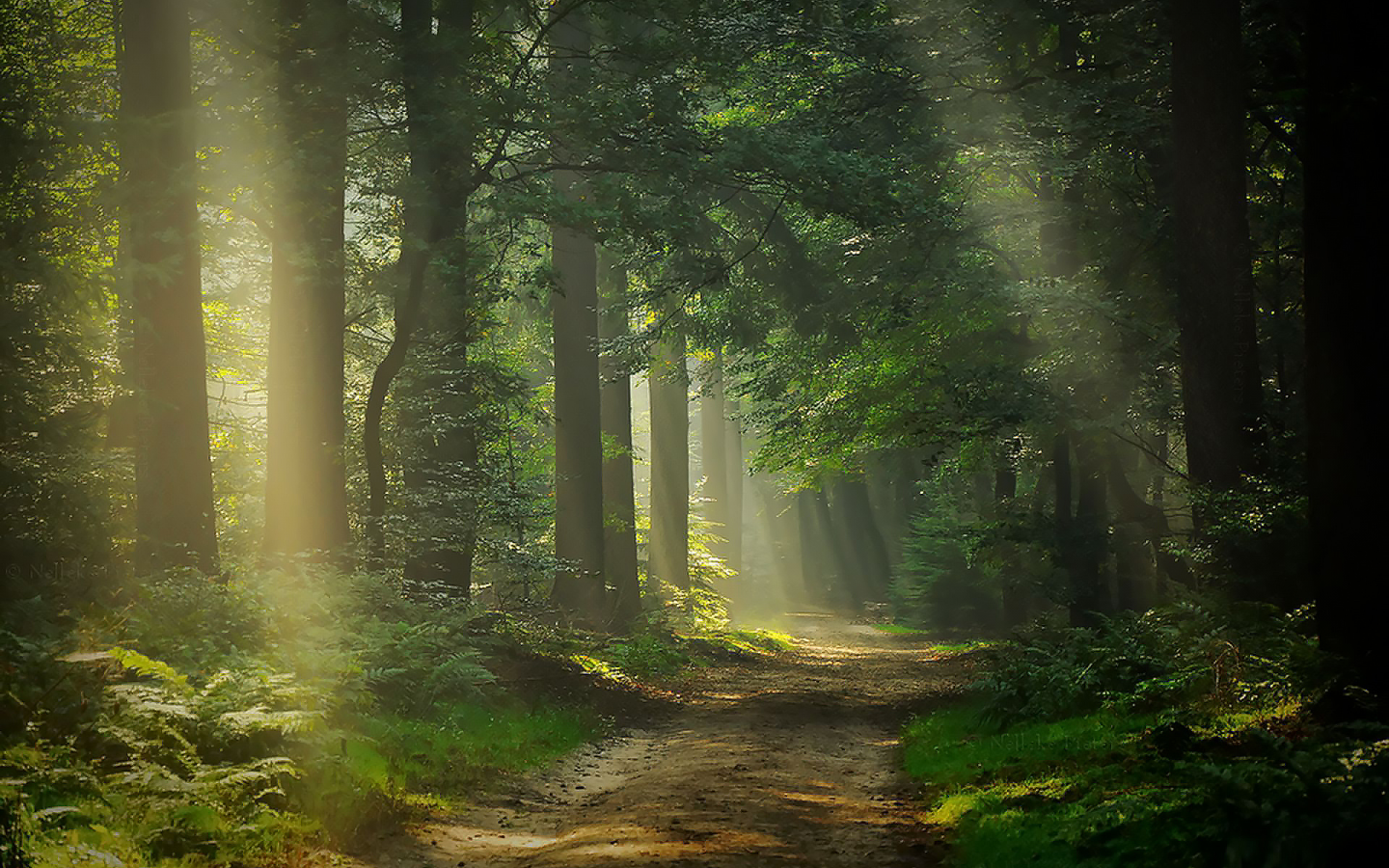 лес, свет, дорога, break, through, sunlight, sun, light, forest, trees, road, grass, summer, nice, wide