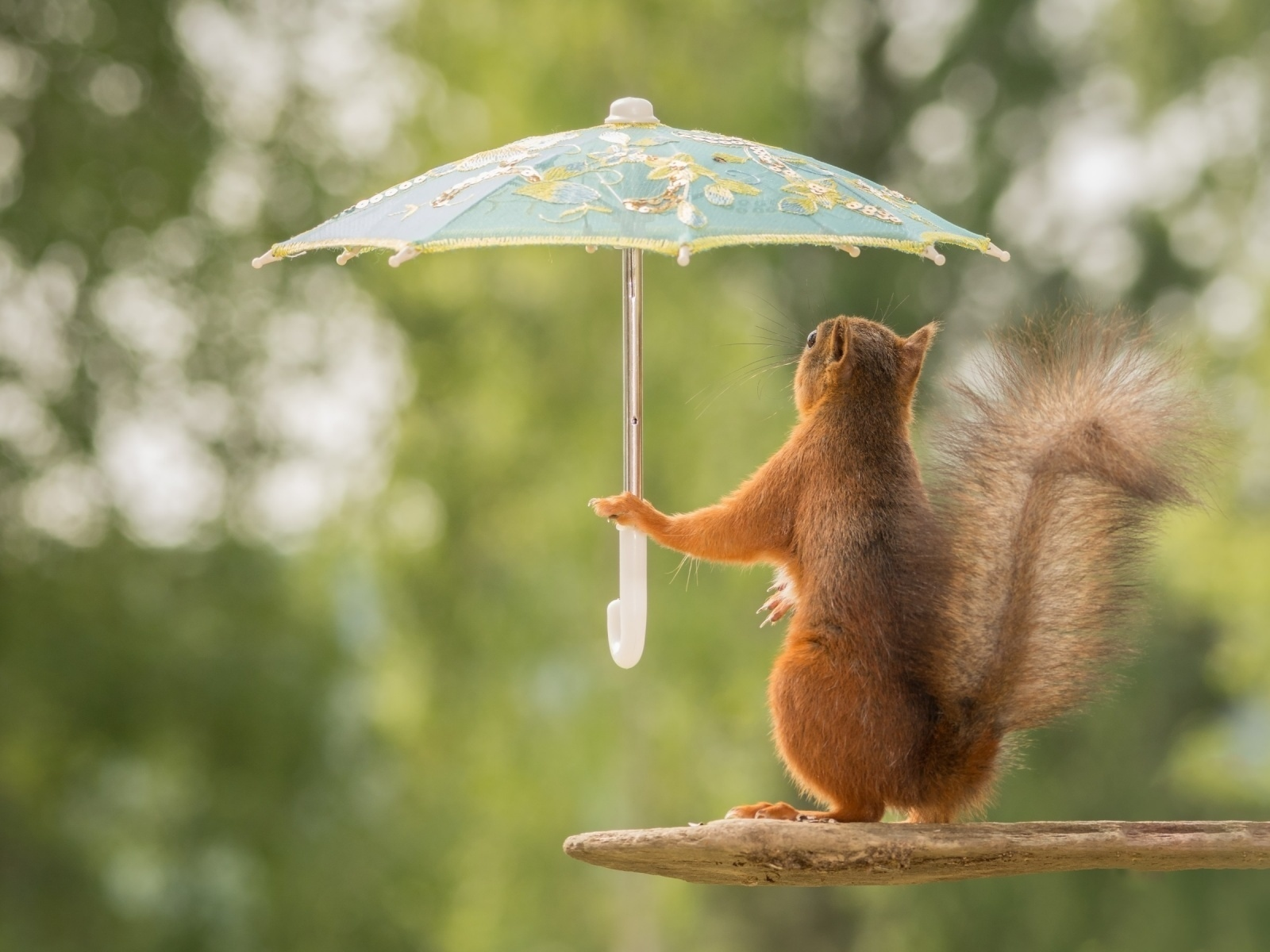 белка с зонтиком, белка, зонтик, лес, squirrel with umbrella, squirrel, umbrella, woods, rain, grass, dreen, light, see, nice, wide