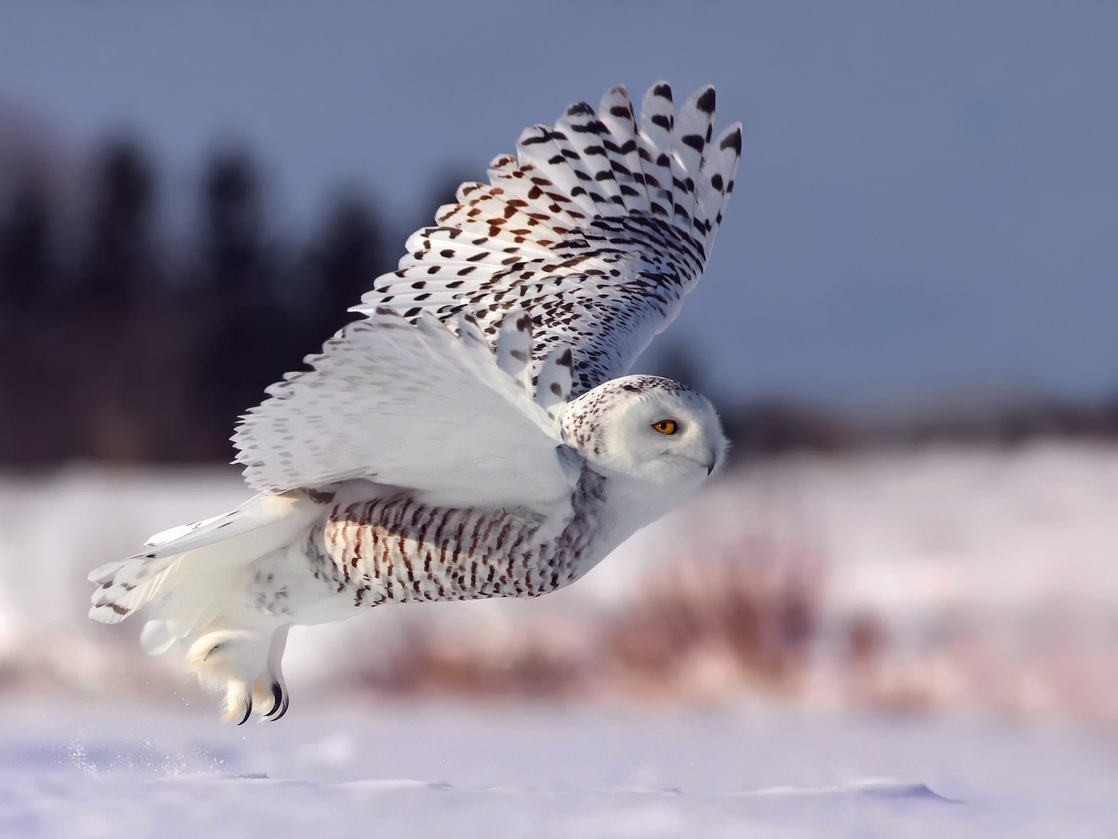 полярная сова, взлет, зима, белая сова, снег, полет, сова