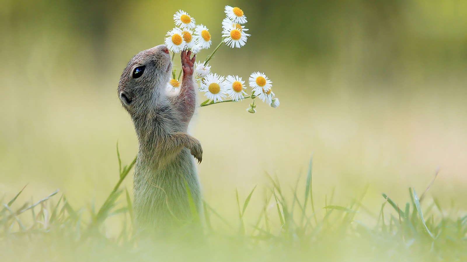 суслик и ромашки, поле, луг, суслик, ромашка, gopher and chamomile, field, meadow, gopher, chamomile, grass, dreen, light, see, nice, wide