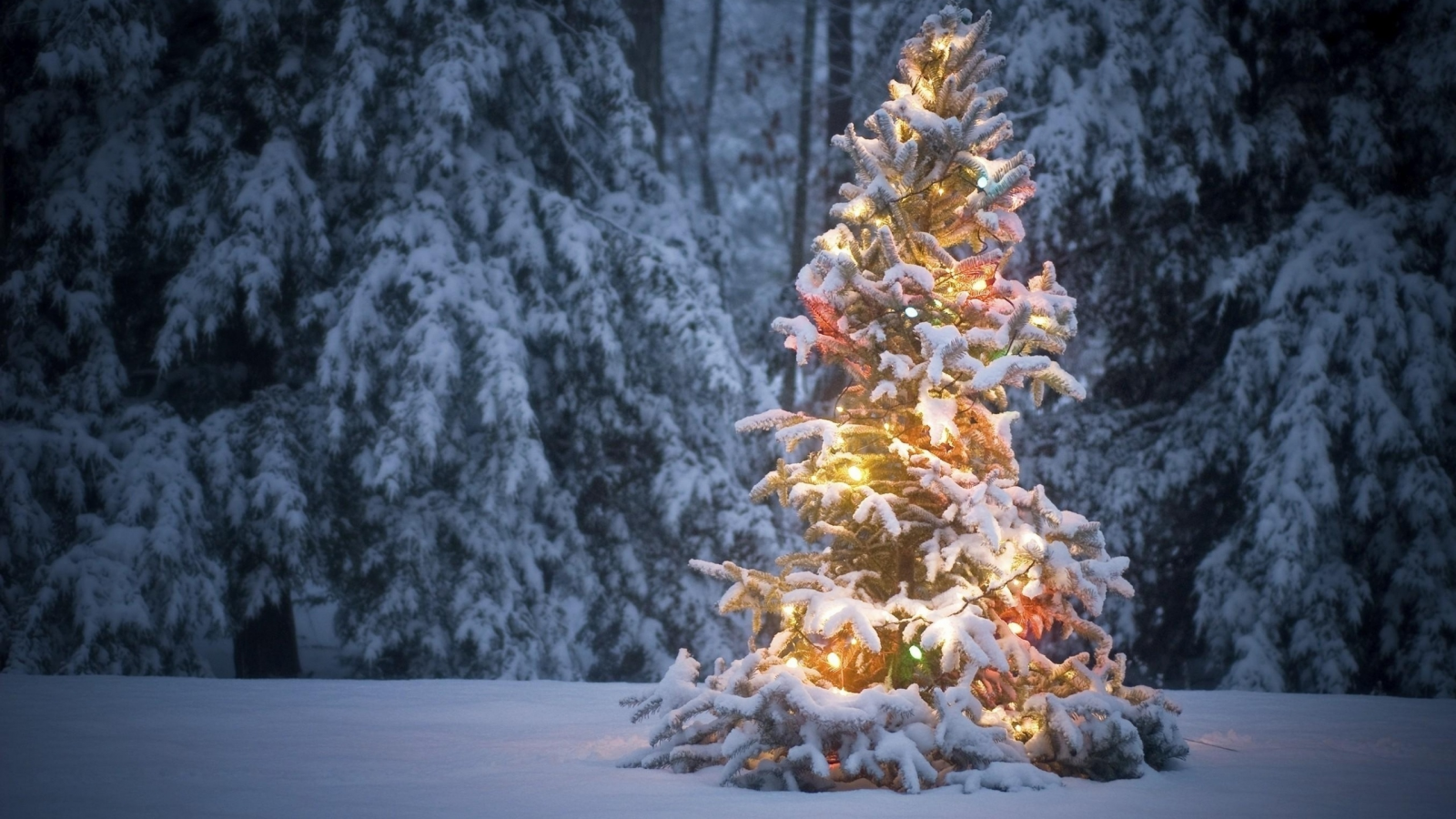 зима, праздник, новый год, снег, ель, лес, мороз, рождество