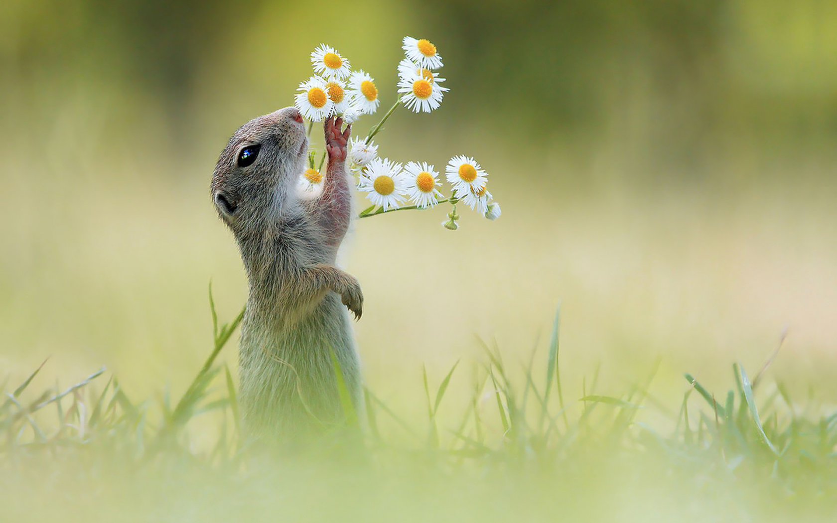 суслик и ромашки, поле, луг, суслик, ромашка, gopher and chamomile, field, meadow, gopher, chamomile, grass, dreen, light, see, nice, wide