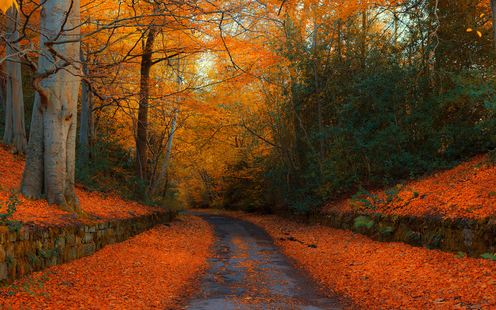 осень, дорога, лес, англия, autumn in northumberland, autumn, england, road, forest, park, nature, landscapes, see, sun, day, nice, wide