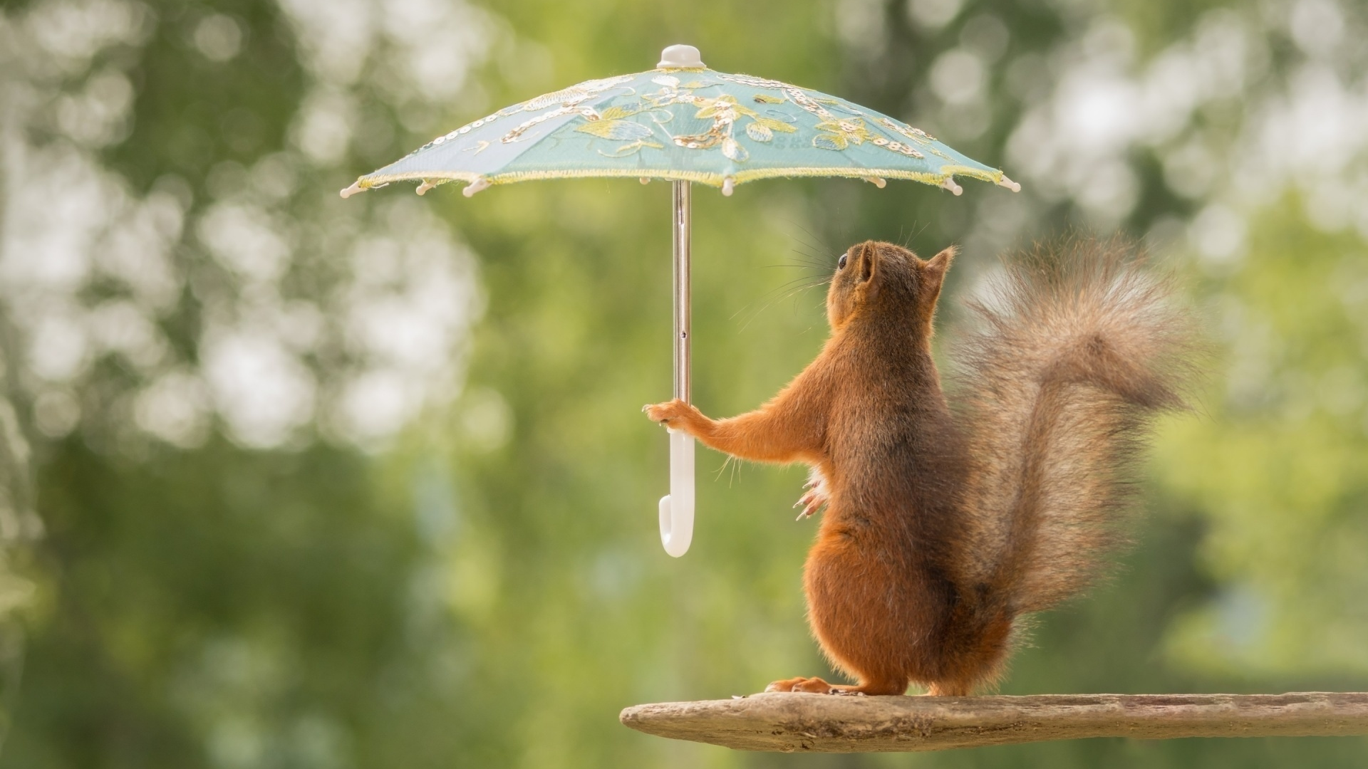 белка с зонтиком, белка, зонтик, лес, squirrel with umbrella, squirrel, umbrella, woods, rain, grass, dreen, light, see, nice, wide