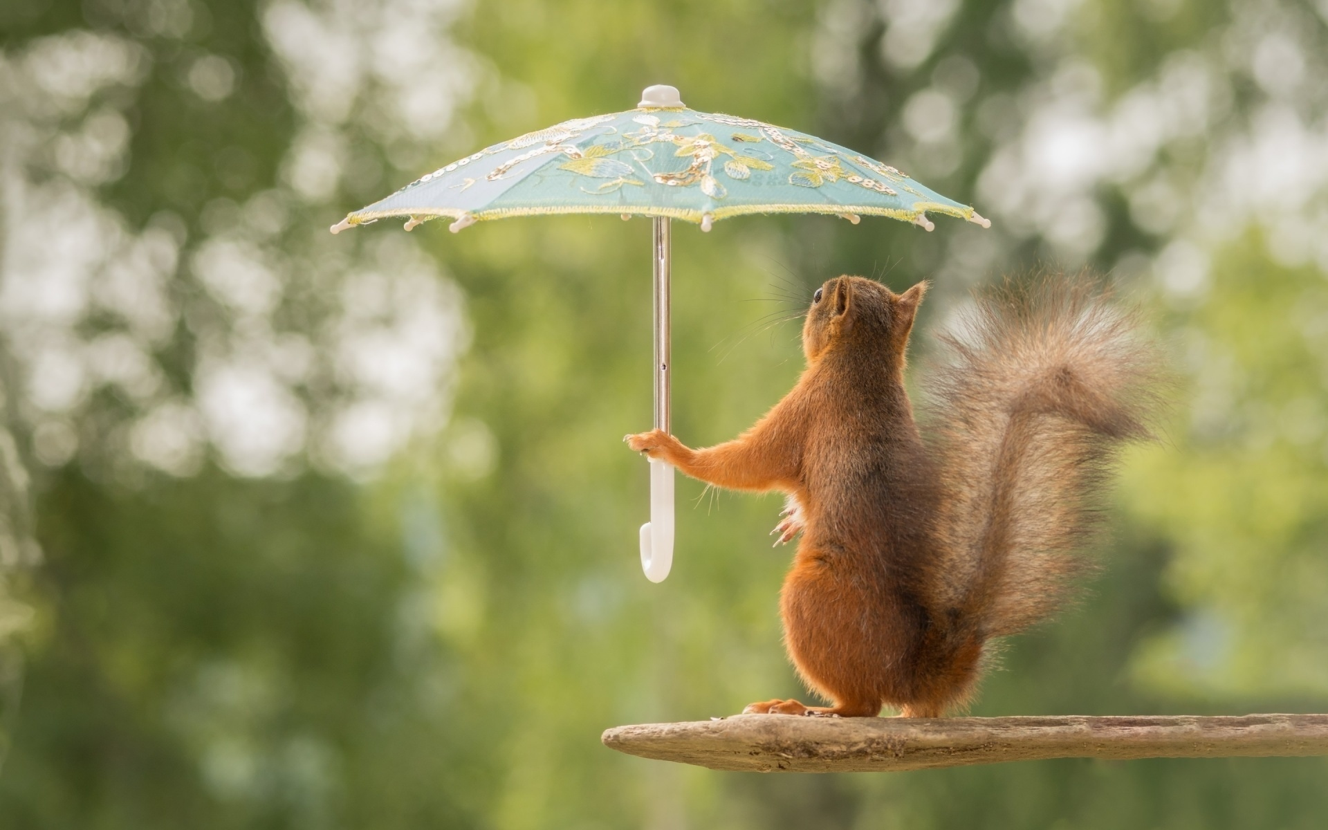 белка с зонтиком, белка, зонтик, лес, squirrel with umbrella, squirrel, umbrella, woods, rain, grass, dreen, light, see, nice, wide