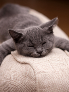 кот, сытый кот, спит, smile, cat, wellfed cat, happy, sleepy, sleep, front, back, room, sun, summer, grey, nice, see, wide