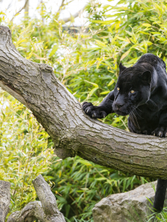 кошка, взгляд, дерево, чёрный, ягуар