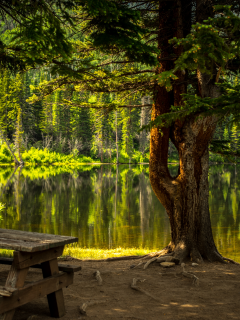 лес, озеро, forest, grass, lake, landscape, park, travel, trees, water, nice, wide