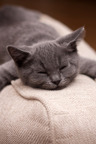 кот, сытый кот, спит, smile, cat, wellfed cat, happy, sleepy, sleep, front, back, room, sun, summer, grey, nice, see, wide
