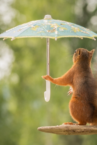 белка с зонтиком, белка, зонтик, лес, squirrel with umbrella, squirrel, umbrella, woods, rain, grass, dreen, light, see, nice, wide