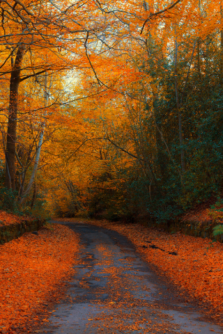 осень, дорога, лес, англия, autumn in northumberland, autumn, england, road, forest, park, nature, landscapes, see, sun, day, nice, wide