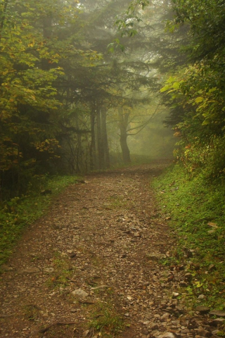 дорога, лес, туман, road, forest, fog, park, nature, trees, grass, landscapes, see, sun, dark, nice, wide