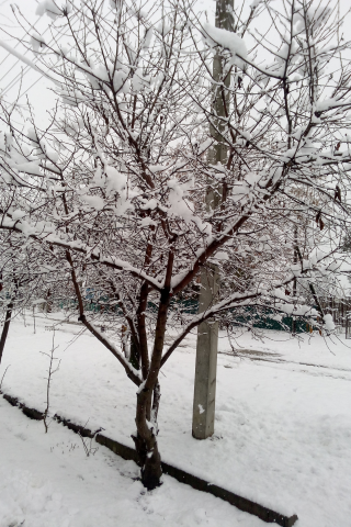 зима, снег, дерево