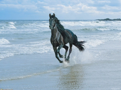 конь, чёрный, жеребец, лошадь, пляж, horse, stallion, horse, black, beach, sun, light, summer, front, white, sea, sand, shore, see, nice, wide
