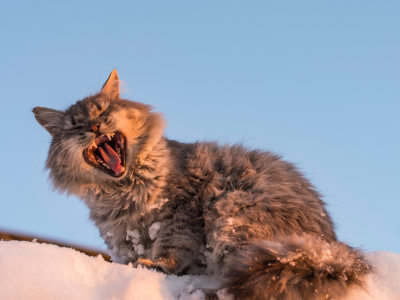 кошка, зевок, зевает, снег, кот