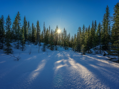 лес, деревья, солнце, зима, снег, небо, лучи