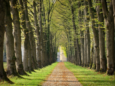 аллея, парк, санкт перербург, alley, park, saint hetersburg, trees, sun, summer, see, light, nice, wide