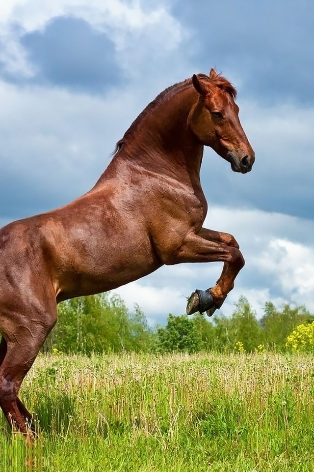 конь, коричневый, жеребец, лошадь, луг, horse, allegro, stallion, horse, brown, meadow, sun, summer, front, white, field, grass, see, nice, wide