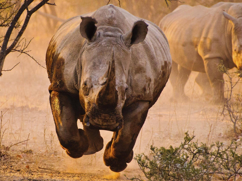 носорог, саванна, rhino, savannah, front, animals, desert, sun, summer, light, see, nice, wide