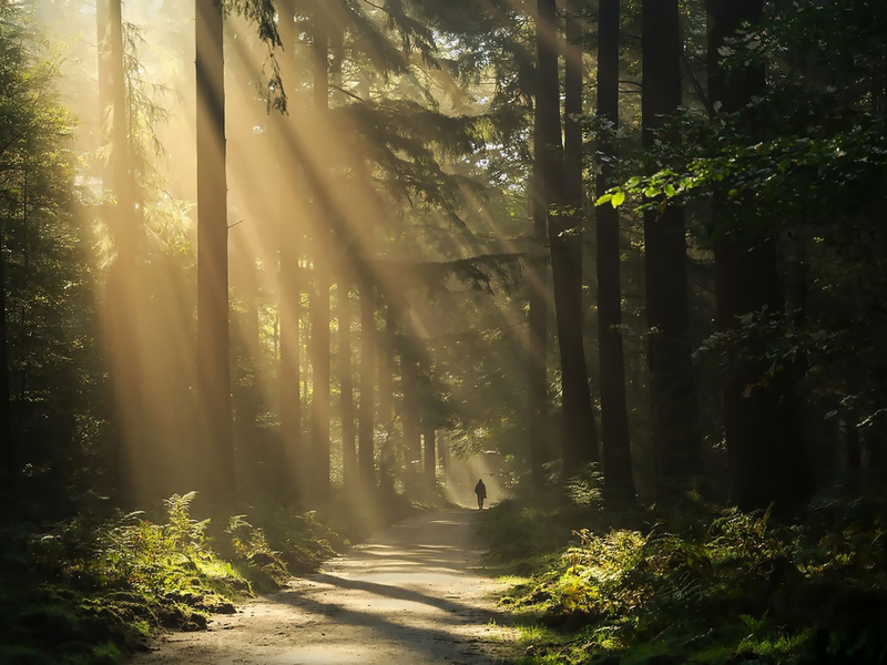 лес, свет, дорога, путник, traveler, break, through, sunlight, sun, light, forest, trees, road, grass, summer, nice, wide