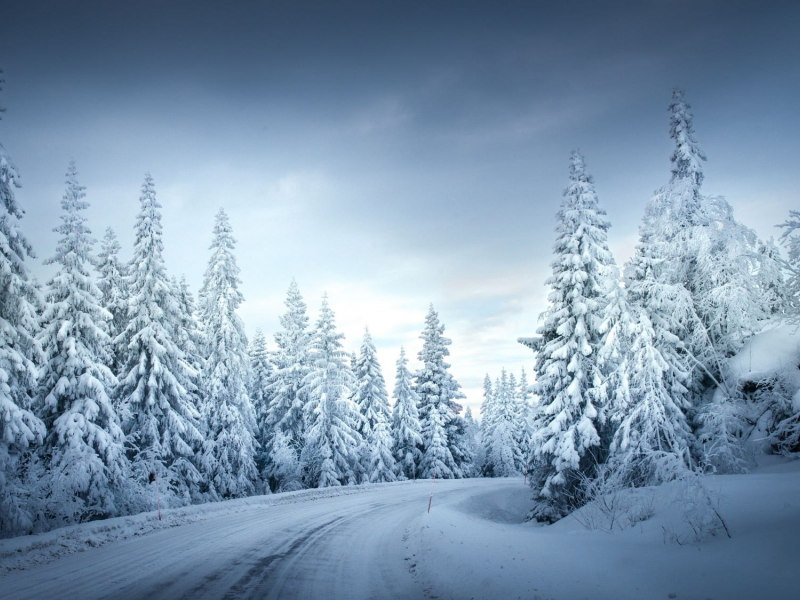 лес, дорога, снег, зима
