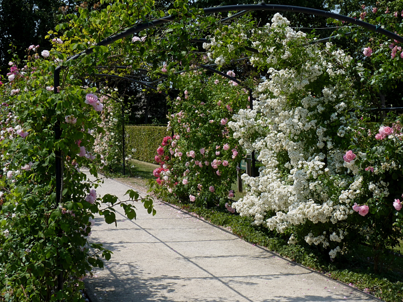 сад, французский, france, gardens, roses, bagatelle, rose, garden, paris, day, light, sun, summer, nice, wide